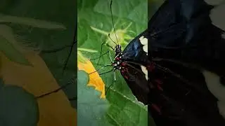 Butterfly | Close-up 🦋 #nature #insects #wildlife #instagood #life #butterfly #4k #beautiful