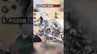 Top birds being funny 😂|| #funny #funnyanimals #shorts #funnybirds