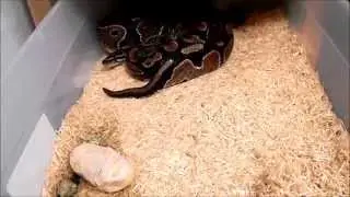 Retained Unabsorbed Ball Python Egg!!!