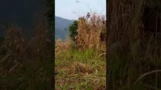 bẫy đa đa hay,cuab pib qag qag mag zoo