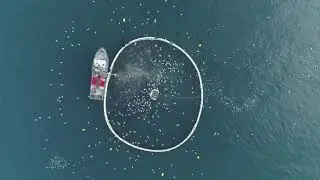 South Australia&rsquo;s Tuna Ranching