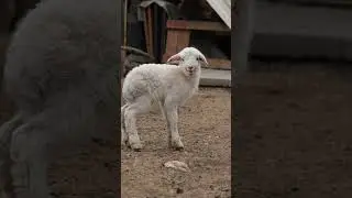 One Day Old Lamb |&nbsp;Just Born | One Place, Some Moments.