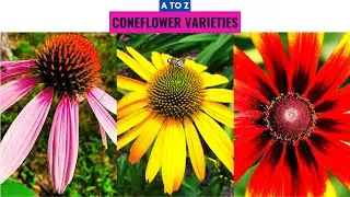 Coneflower Varieties A to Z