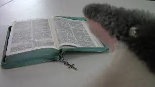 Dolphin Reads a Bible Verse for Easter