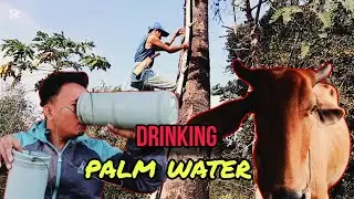Drinking palm water.