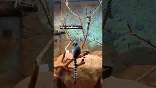 ring tailed lemur 🦝 #zoo #animals #saopaulo #brasil #shorts #video #wildlife #beautiful #creatures
