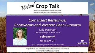Crop Talk: Corn Insect Resistance: Rootworm and Western Bean Cutworm