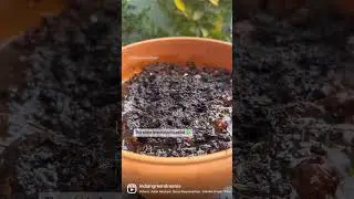 Ever grown fennel from seeds ?