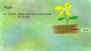 Onderdelen van een plant (en hun functies)