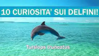 10 CURIOSITA' SUI DELFINI !