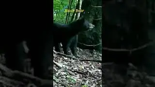 Young Black Bear #shorts #bear #wildanimal #nature #blackbear #gamecamera #gamecam