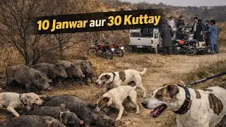 10 Janwar Aur 30 Kuttay Ka Shikar | Wild Boar Hunting Pakistan | Hunting Adventure Vlog