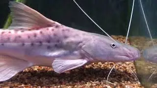 Touring Fish Pros Aquarium Center (Amarillo, Texas)