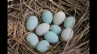 Unique Duck eggs boil in mud || Survival skills || Primitive way of egg cooking