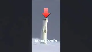 Ermines can CAMOUFLAGE?