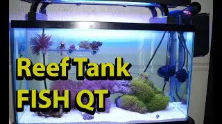 New Salt Water Fish QT Quarantine