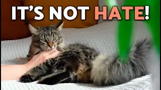Love Bites? The REAL Reason Cats Bite Gently 🛑🐈 (What TO DO?)