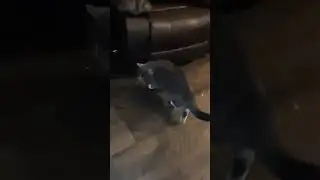Mitty paws finally came inside