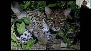 Naturetrek Roadshow: The Best of the Brazilian Pantanal – Highlights from our 2025 Season