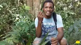 Walking tips in the jungle