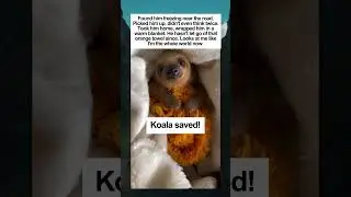 This koala got a second chance at life 😱 #wholesome #wildliferescue #babyanimal #koala