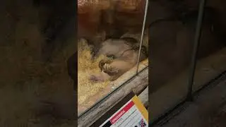 Прогулки по Праге Национальный зоопарк Чехии #popular #zoo #путешествия #nature #europe #animals
