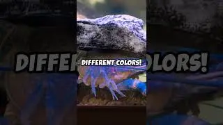Crayfish Tank Lighting Tips  #crayfish #shorts #crawfish #lobster