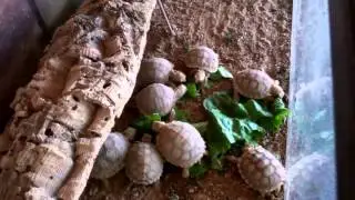 BabyTortoise Feeding Frenzy