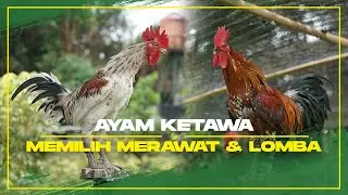 Memilih Merawat dan Kriteria Lomba Ayam Ketawa