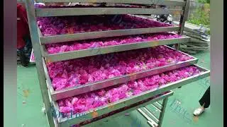 Rose dryer, Rose drying machine, Rose dehydrator green room,Rose dehydration #Edible dried flowers