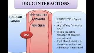 Probenecid and penicillin combination explained in animation