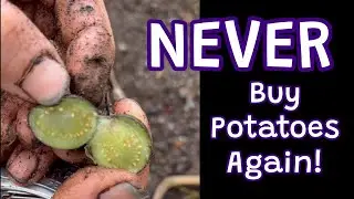 Seed Potato Secrets: A Visual Guide To Growing Potatoes From Seed ✨🥔💜
