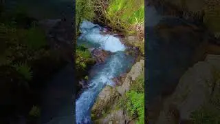 10 Minutes Relax - Crystal Clear River Flowing Through a Lush Green Forest 🌿💦🌲 #shorts