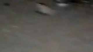 A frog eat's an insect