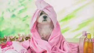 Maltese Dogs and Sun Safety: Protecting Their Skin