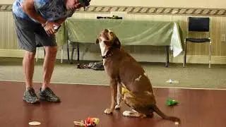 Paws for Compassion Intro