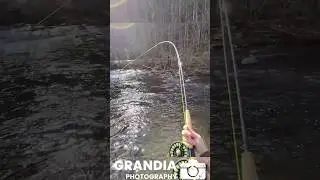 Fly Fishing Tellico Delayed Harvest 2026 | #trout #flyfishing #2026
