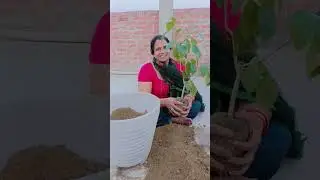 kiska plant hai batao#youtubeshorts#shorts#viral#plant#tree#bollywoodsongs#india#green#myvlog#fun