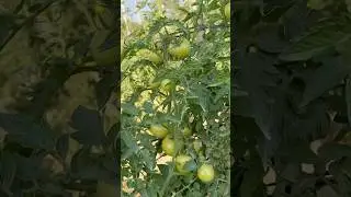 Tomatoes 🍅 Farming #farming #tomatofarming #shortvideo #easyfarming