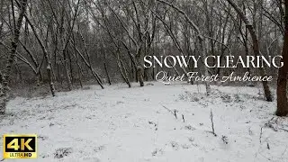 Fresh Snow Forest Ambience - Quiet & Calm Winter Soundscape