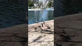 Counting Ducks and Turtles at This Santa Ana Park | Math Walks | PBS SoCal