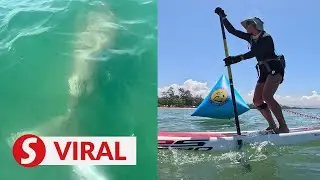 Paddleboard guide&rsquo;s wish comes true after dugong sighting off Tanjung Aru beach