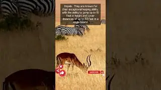 Leaping Wonders: Impalas' Incredible Jumping Skills Unleashed #beautiful #the #life #english #birds