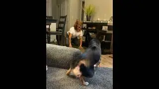 Dog VS Mask 🦖#fyp #dog #dogsoftiktok #funnyvideos #fypシ #puppy