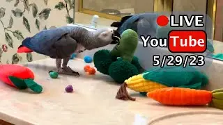 Einstein Parrot FB Live Replay 5/29/23