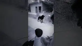 Wolf in Village #wolfsounds #relaxinwolf #animals #wolf #wolfsong #forest #shorts part 1bh