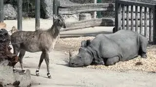 Rhinoceros Park/Nashornpark #zoovienna
