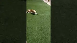 approaching a dog for the 1st time of my life