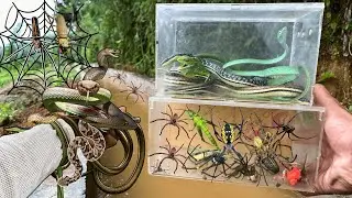 Hunting TOP Spider Along The River !! Golden Orb Spider, Chameleon, Snake, Jumping Spider