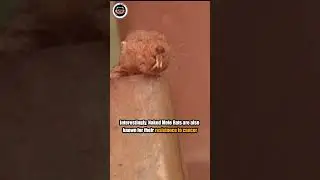 Naked Mole Rat🐭 Weirdest Creature Underground